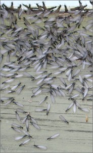 swarming termites