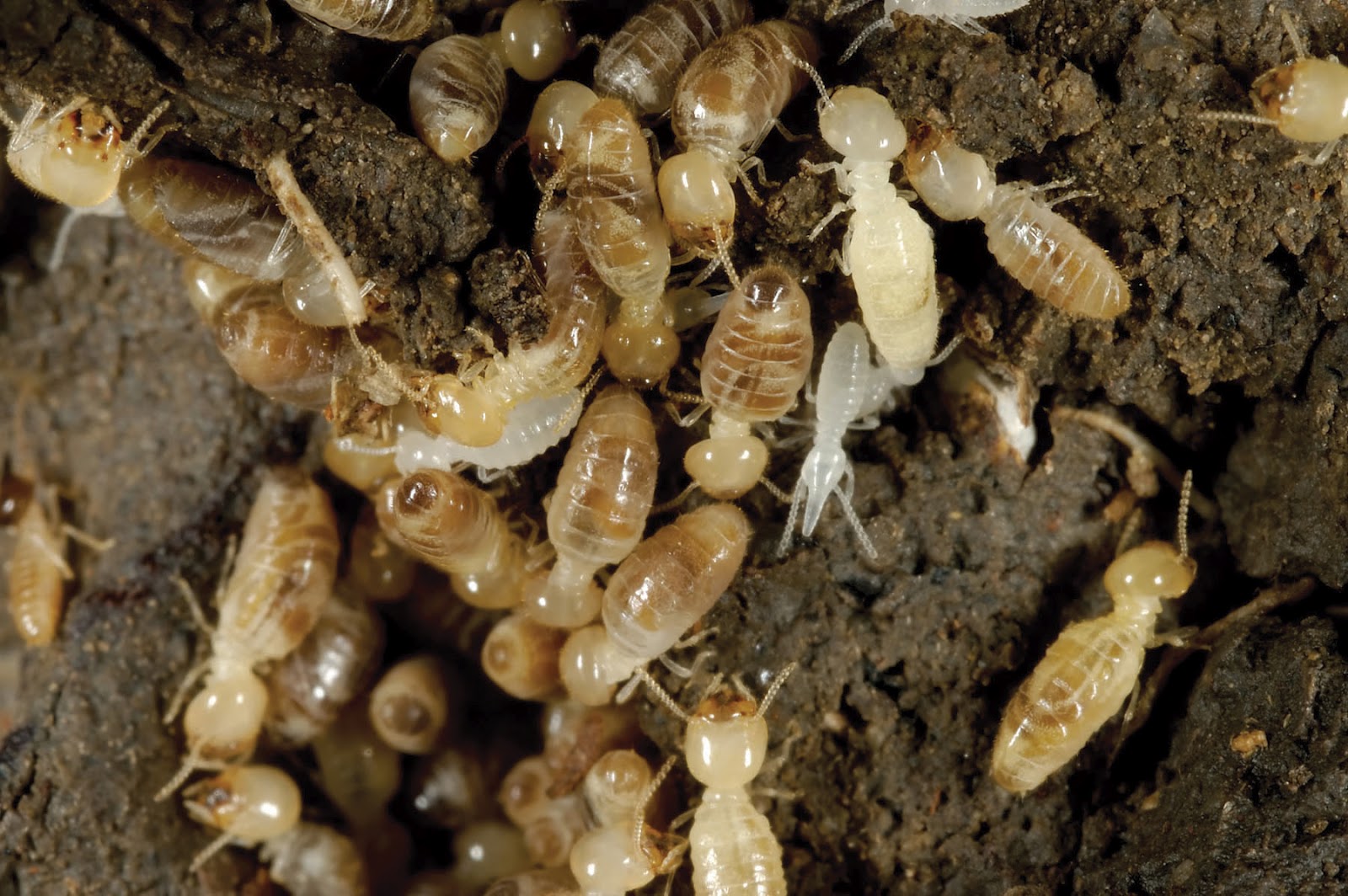 Termites-Close-Up - Ram Exterminators Pest Control Blog