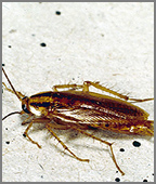 German Cockroach