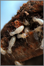 termite inspection