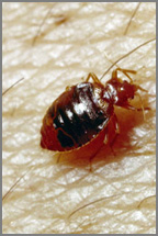 bed bug inspection